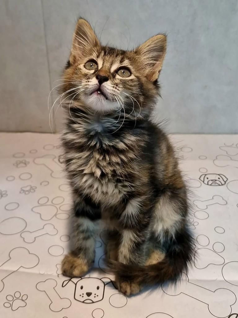 Brianna, gata de porte pequeno para adoção em Natal - RN