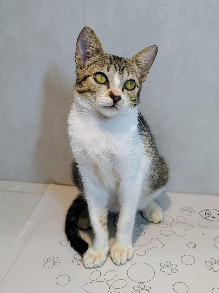 Avelã, gata de porte pequeno para adoção em Natal - RN
