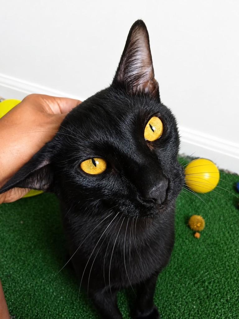 Baguera, gato para adoção em Natal - RN