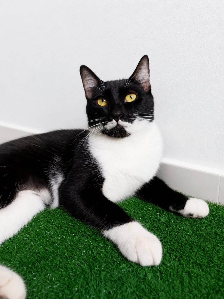 Bigoda, gata de porte pequeno para adoção em Natal - RN
