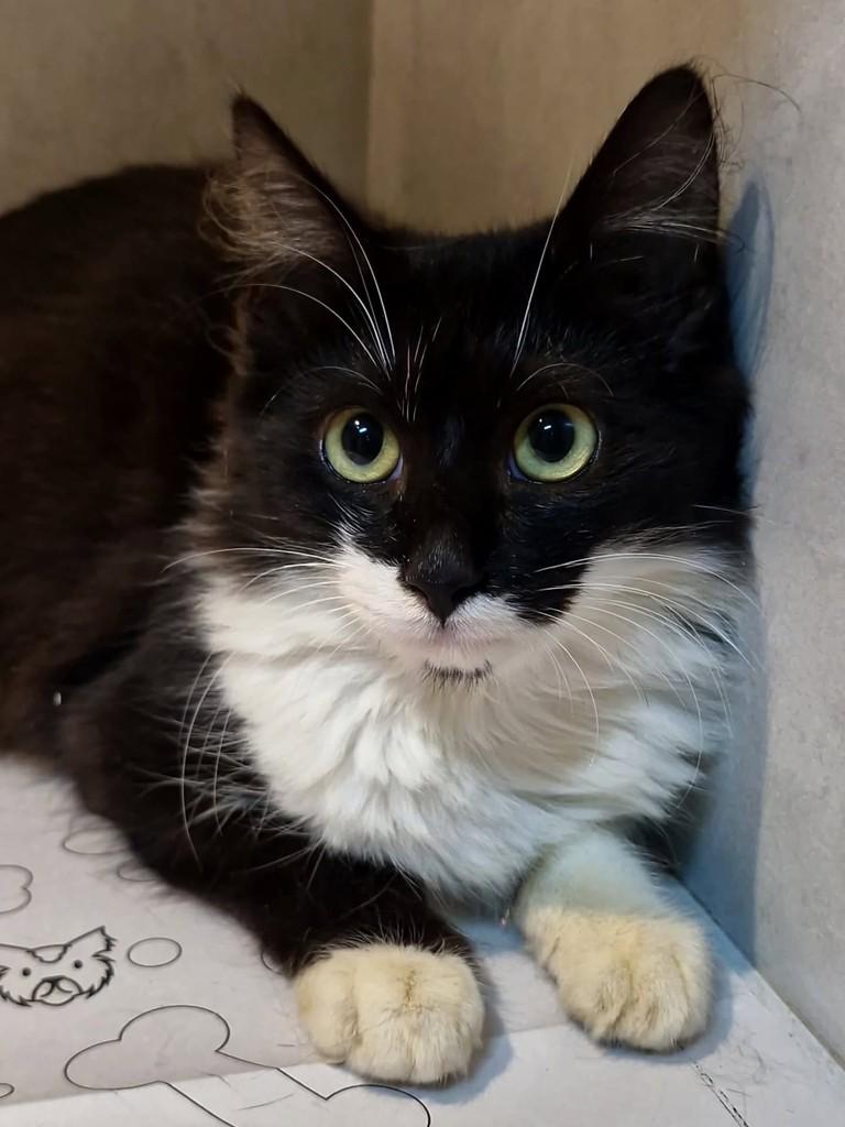 Batman, gato de porte pequeno para adoção em Natal - RN