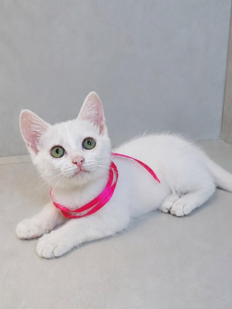 Coalhada, gato de porte pequeno para adoção em Natal - RN