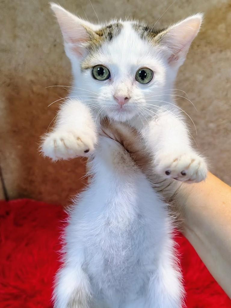 Babi, gata de porte pequeno para adoção em Natal - RN