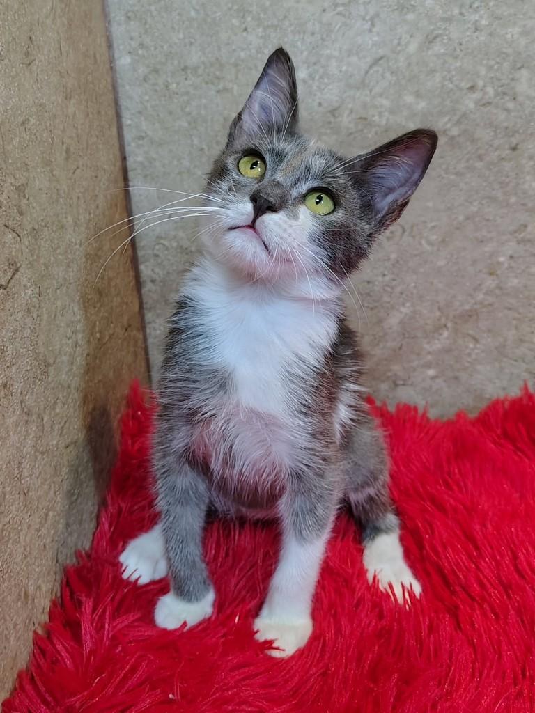 Yuri, gato de porte pequeno para adoção em Natal - RN