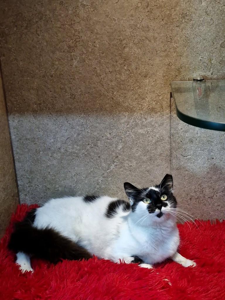 Mônica, gata para adoção em Natal - RN