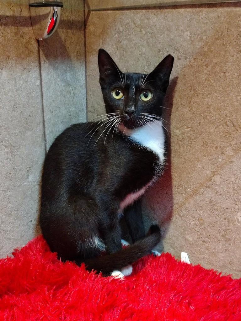 Diva, gata de porte pequeno para adoção em Natal - RN