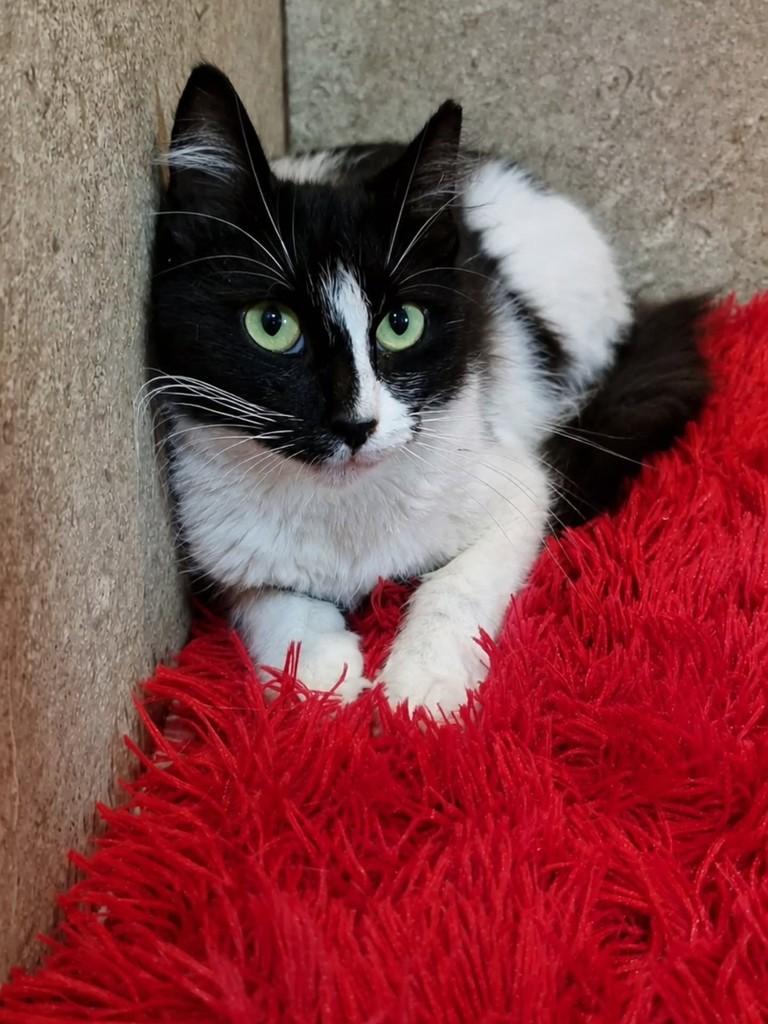 Marisa, gata de porte médio para adoção em Natal - RN