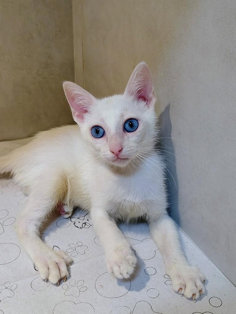 Anjinho, gato de porte pequeno para adoção em Natal - RN