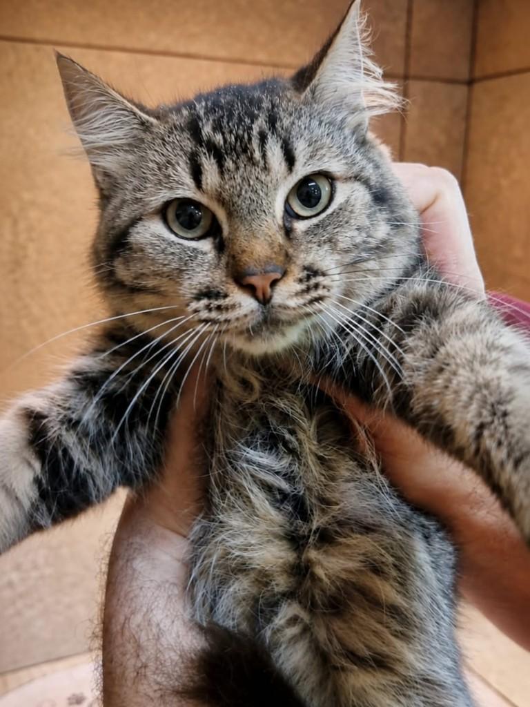 Amora, gata de porte pequeno para adoção em Natal - RN
