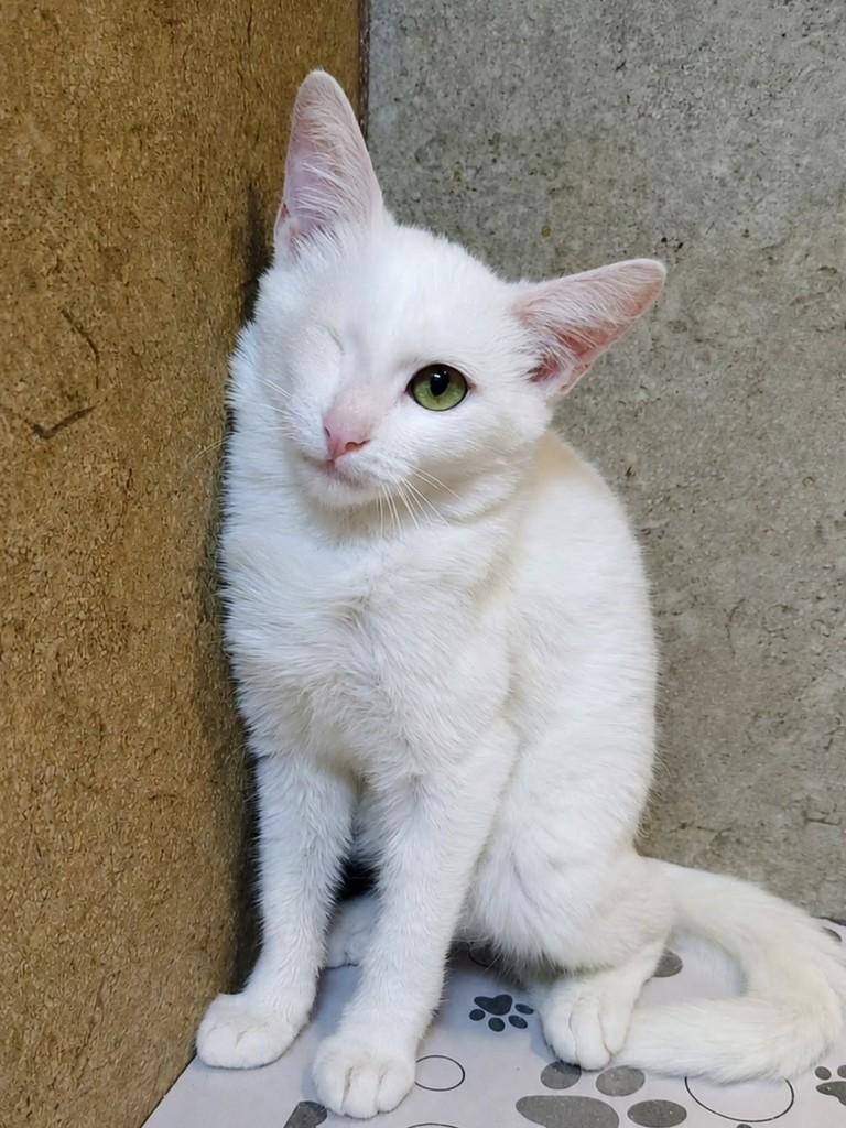 Liz, gata de porte pequeno para adoção em Natal - RN