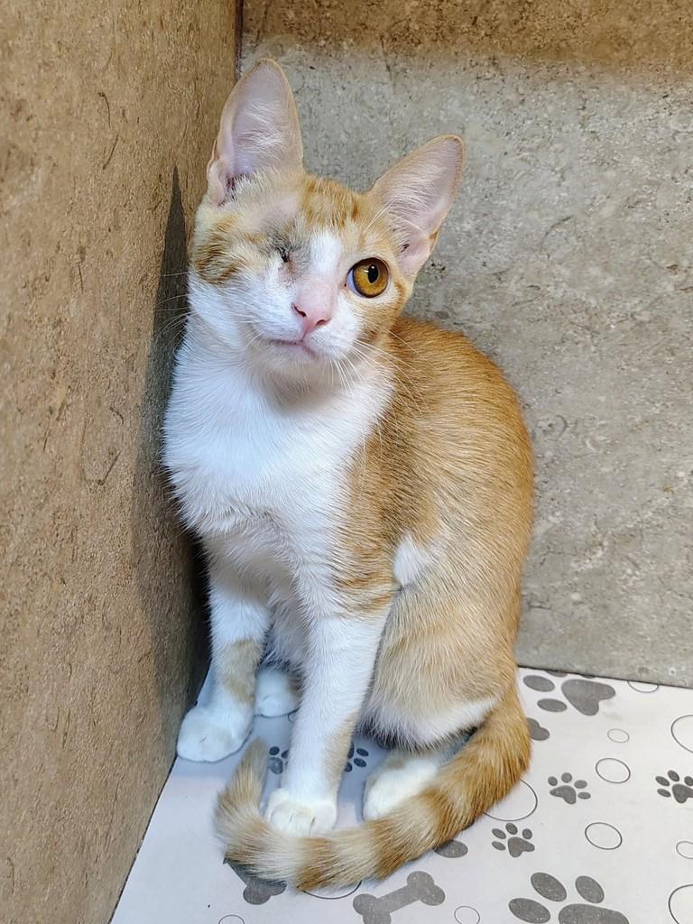 Juninho, gato de porte pequeno para adoção em Natal - RN