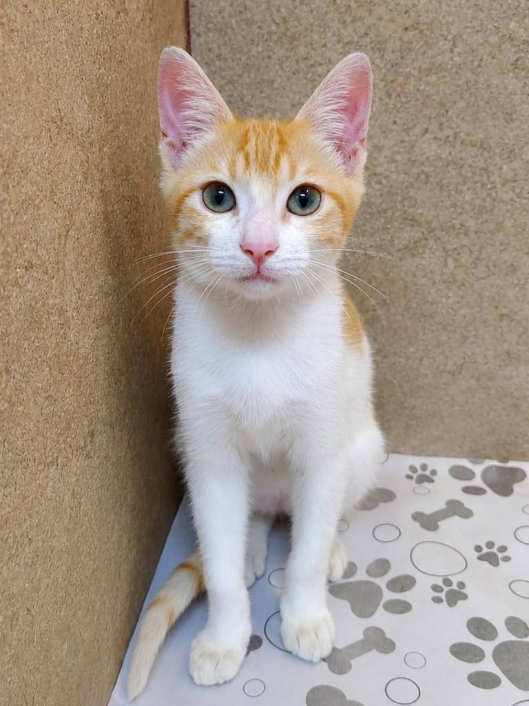 Galeguinho, gato de porte pequeno para adoção em Natal - RN