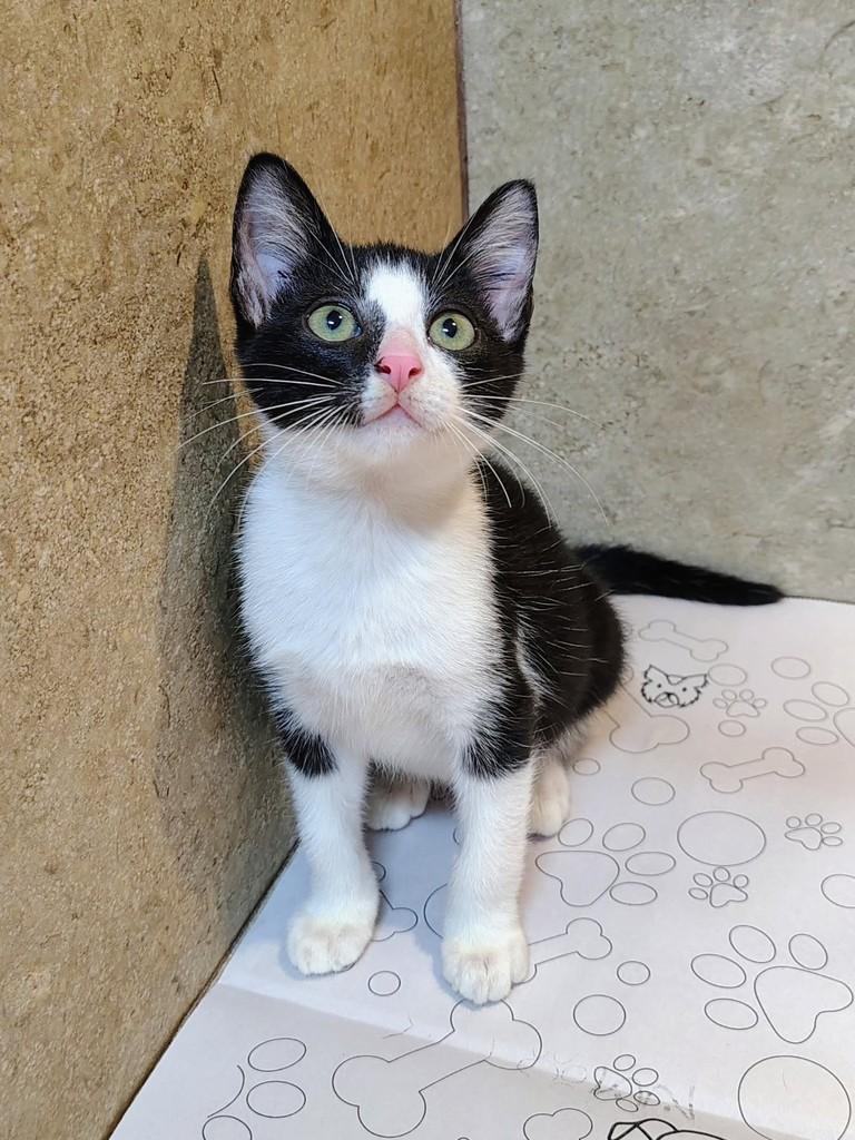 Bartolomeu, gato de porte pequeno para adoção em Natal - RN