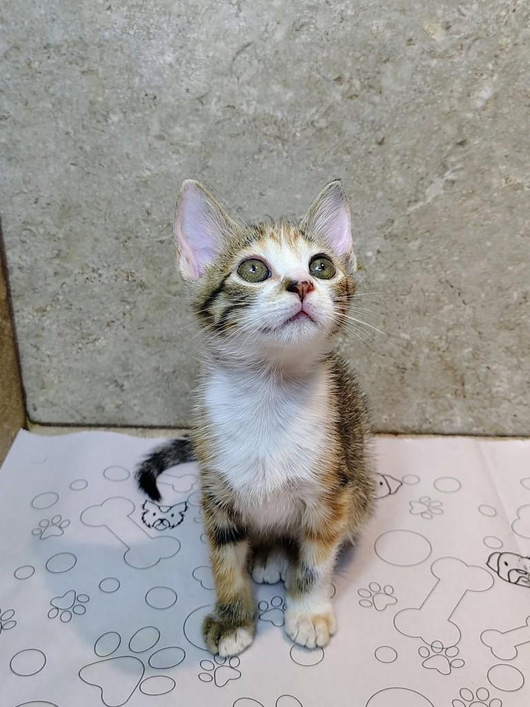 Dorotéia, gata de porte pequeno para adoção em Natal - RN