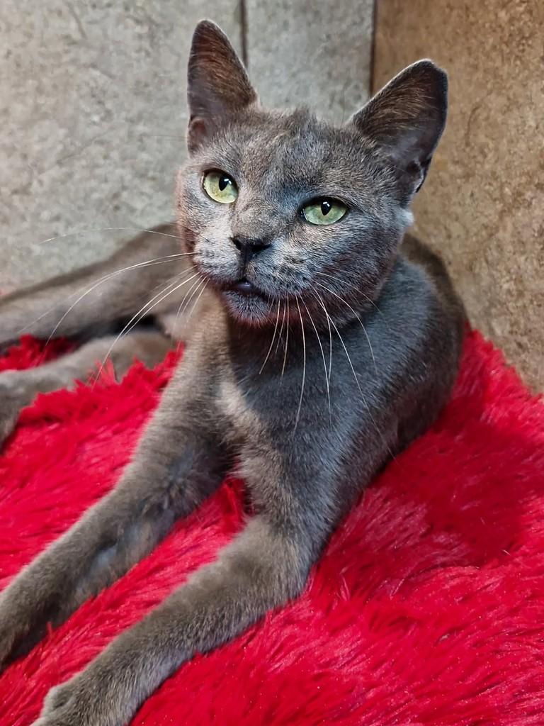 Jade, gata de porte pequeno para adoção em Natal - RN