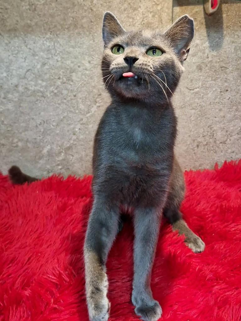Jade, gata de porte pequeno para adoção em Natal - RN — foto 2 de 7
