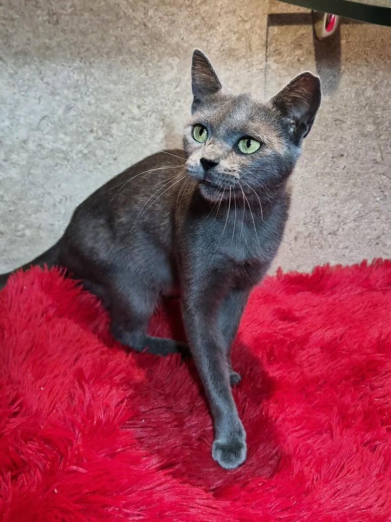 Jade, gata de porte pequeno para adoção em Natal - RN — foto 3 de 7