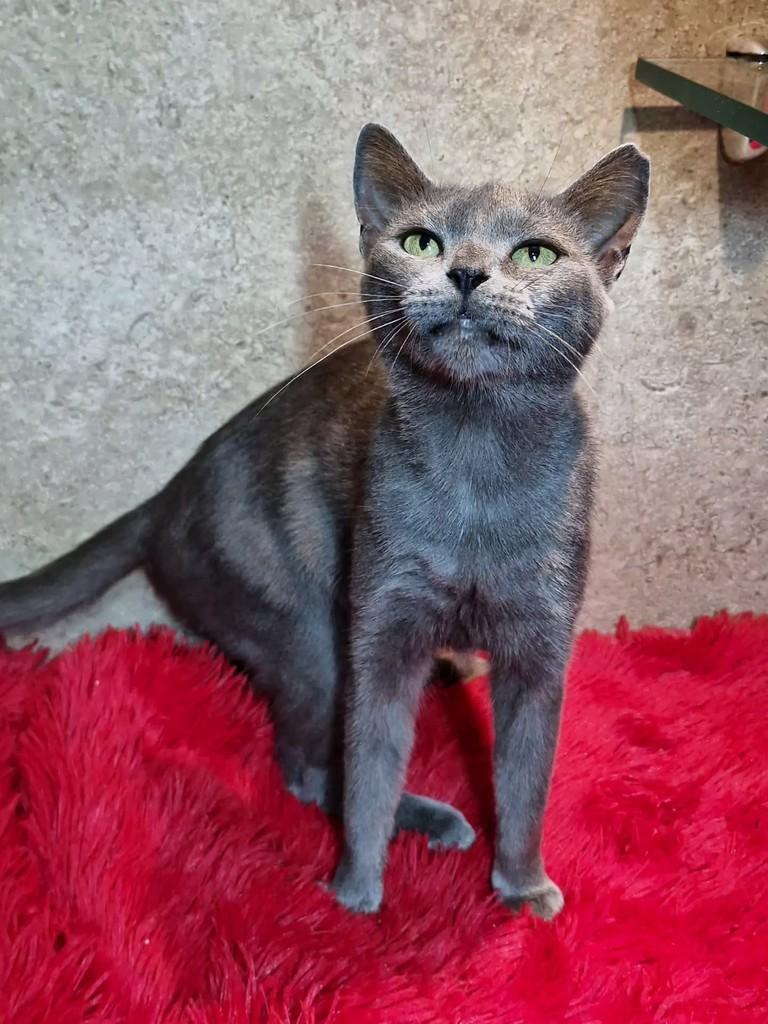 Jade, gata de porte pequeno para adoção em Natal - RN — foto 4 de 7