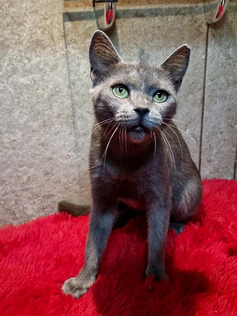 Jade, gata de porte pequeno para adoção em Natal - RN — foto 5 de 7