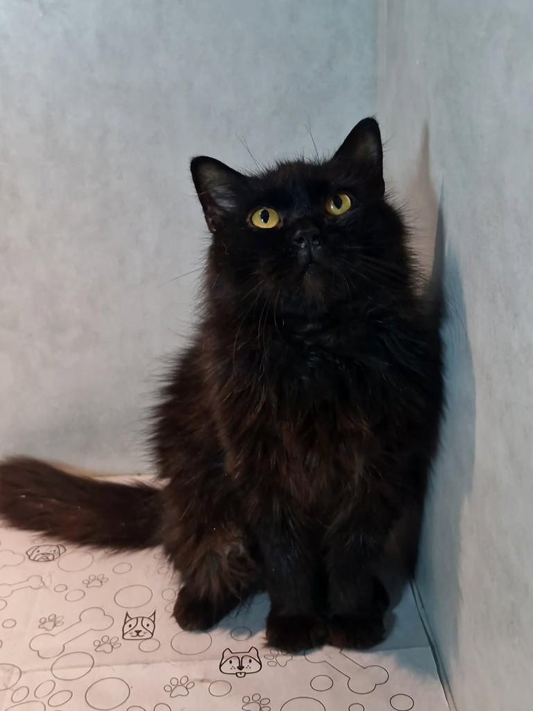 Orion, gato de porte médio para adoção em Natal - RN