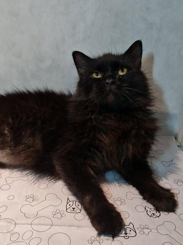 Orion, gato de porte médio para adoção em Natal - RN — foto 2 de 6