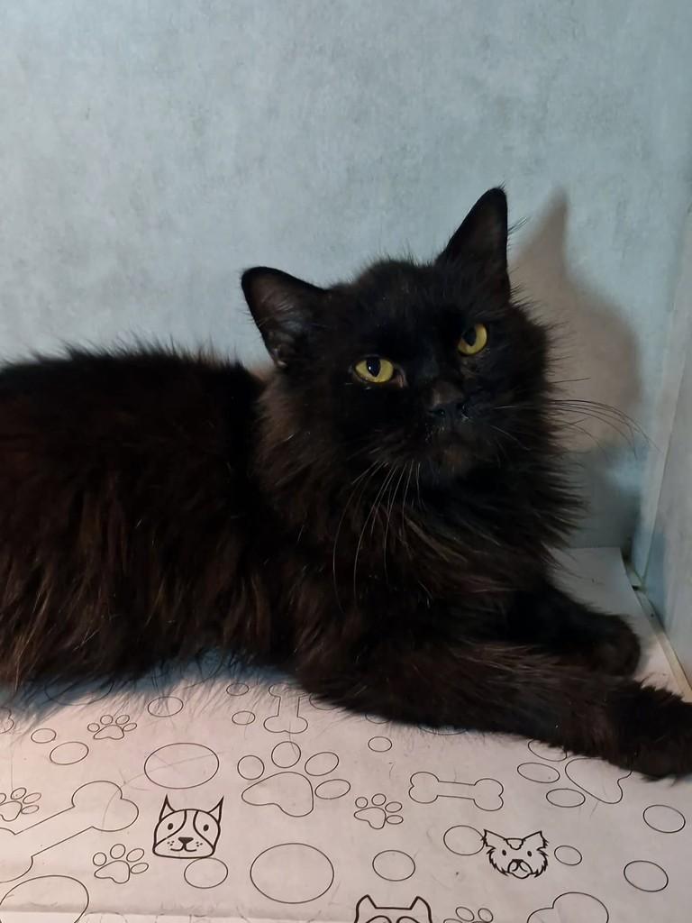 Orion, gato de porte médio para adoção em Natal - RN — foto 3 de 6
