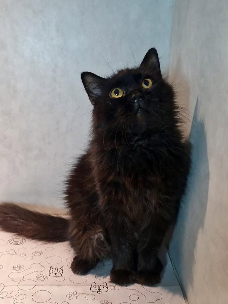 Orion, gato de porte médio para adoção em Natal - RN — foto 5 de 6