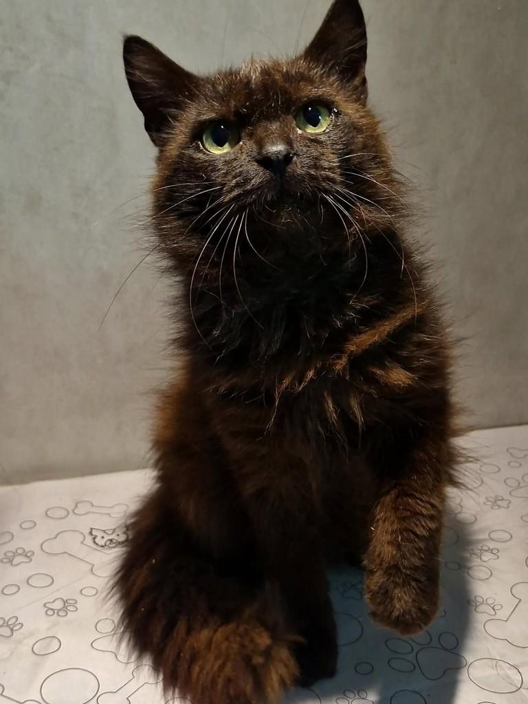 Toddy, gato de porte médio para adoção em Natal - RN — foto 2 de 7