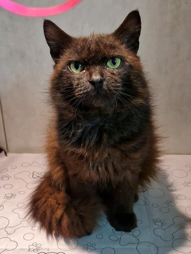 Toddy, gato de porte médio para adoção em Natal - RN — foto 3 de 7