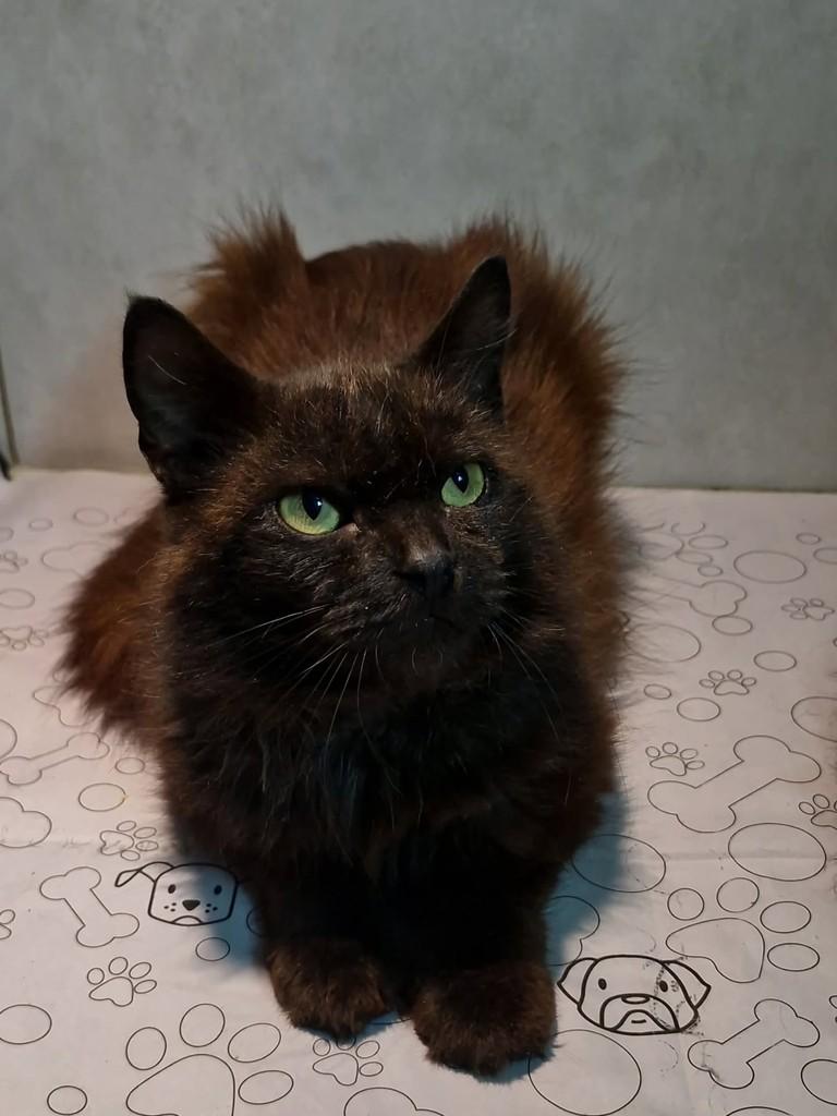 Toddy, gato de porte médio para adoção em Natal - RN — foto 4 de 7