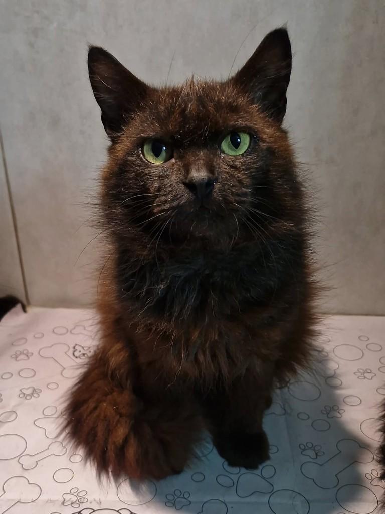 Toddy, gato de porte médio para adoção em Natal - RN — foto 5 de 7