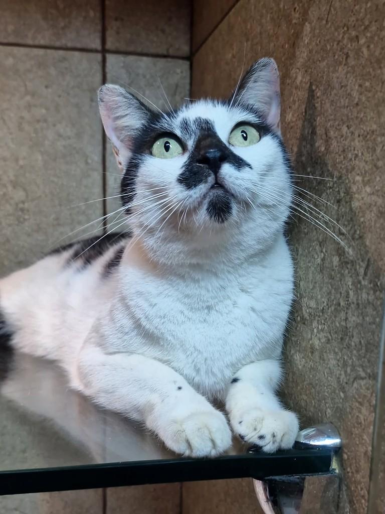 Pintada, gata de porte pequeno para adoção em Natal - RN