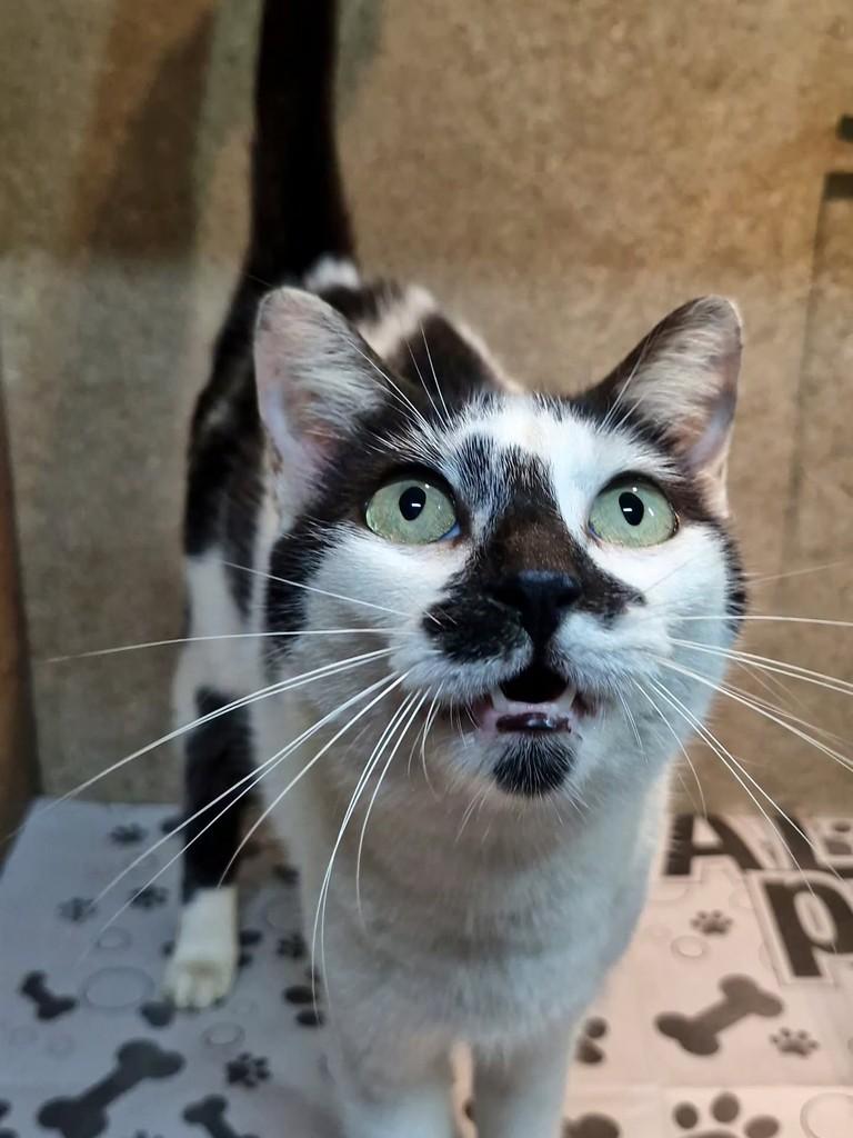 Pintada, gata de porte pequeno para adoção em Natal - RN — foto 2 de 5