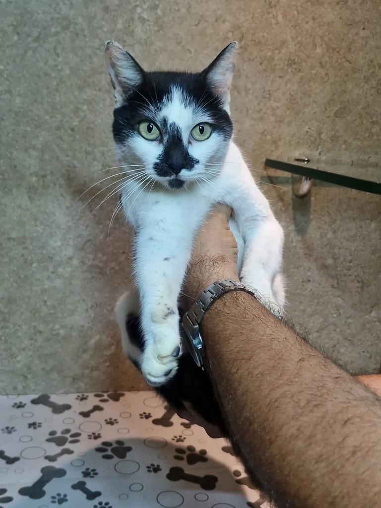 Pintada, gata de porte pequeno para adoção em Natal - RN — foto 3 de 5