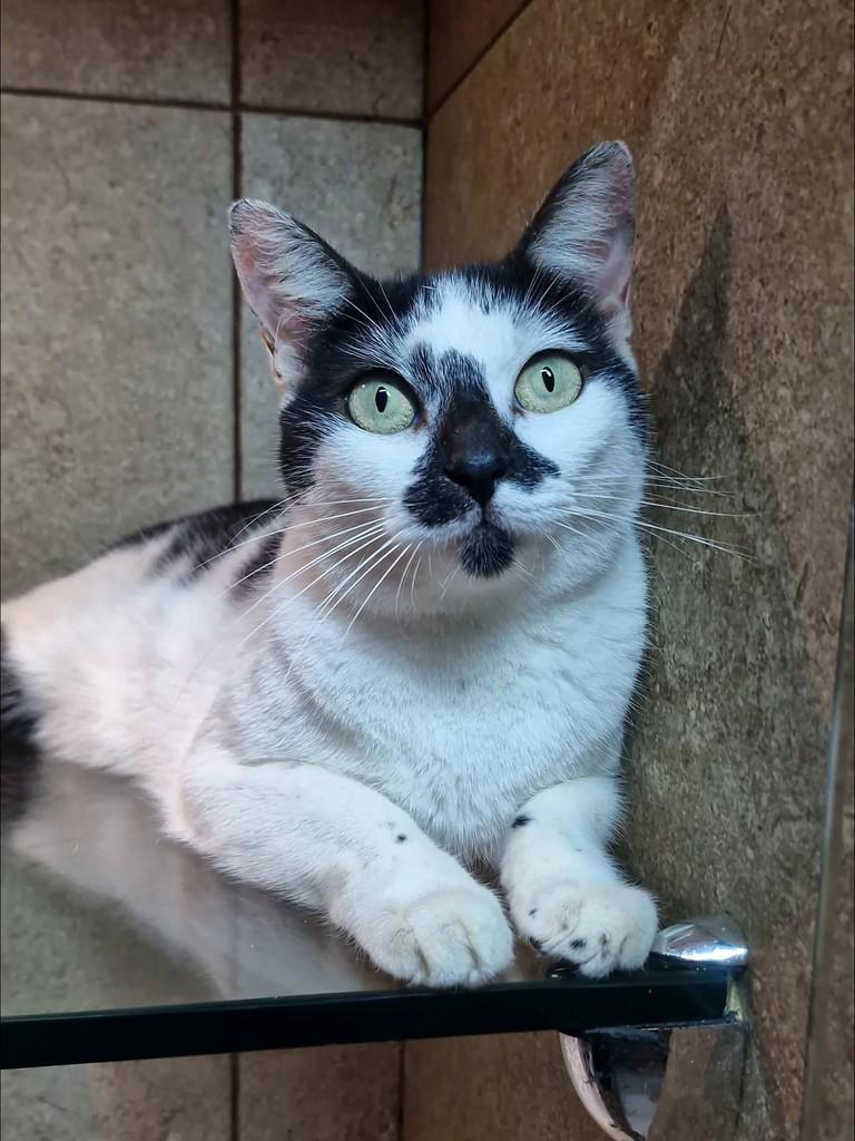 Pintada, gata de porte pequeno para adoção em Natal - RN — foto 4 de 5