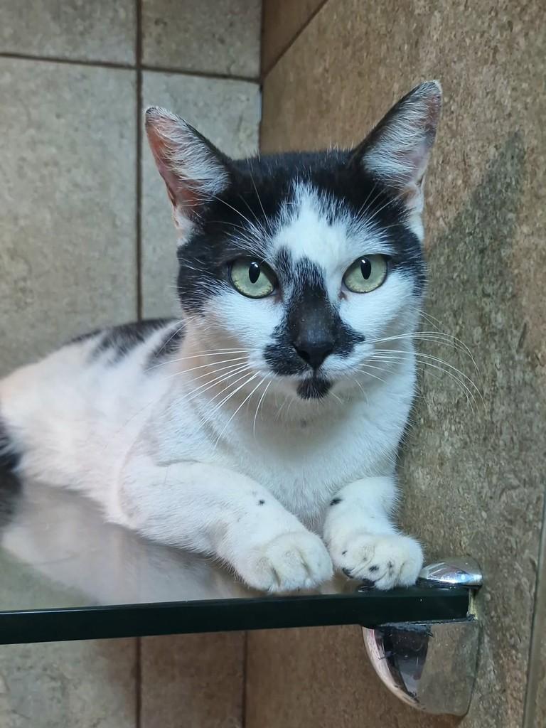 Pintada, gata de porte pequeno para adoção em Natal - RN — foto 5 de 5
