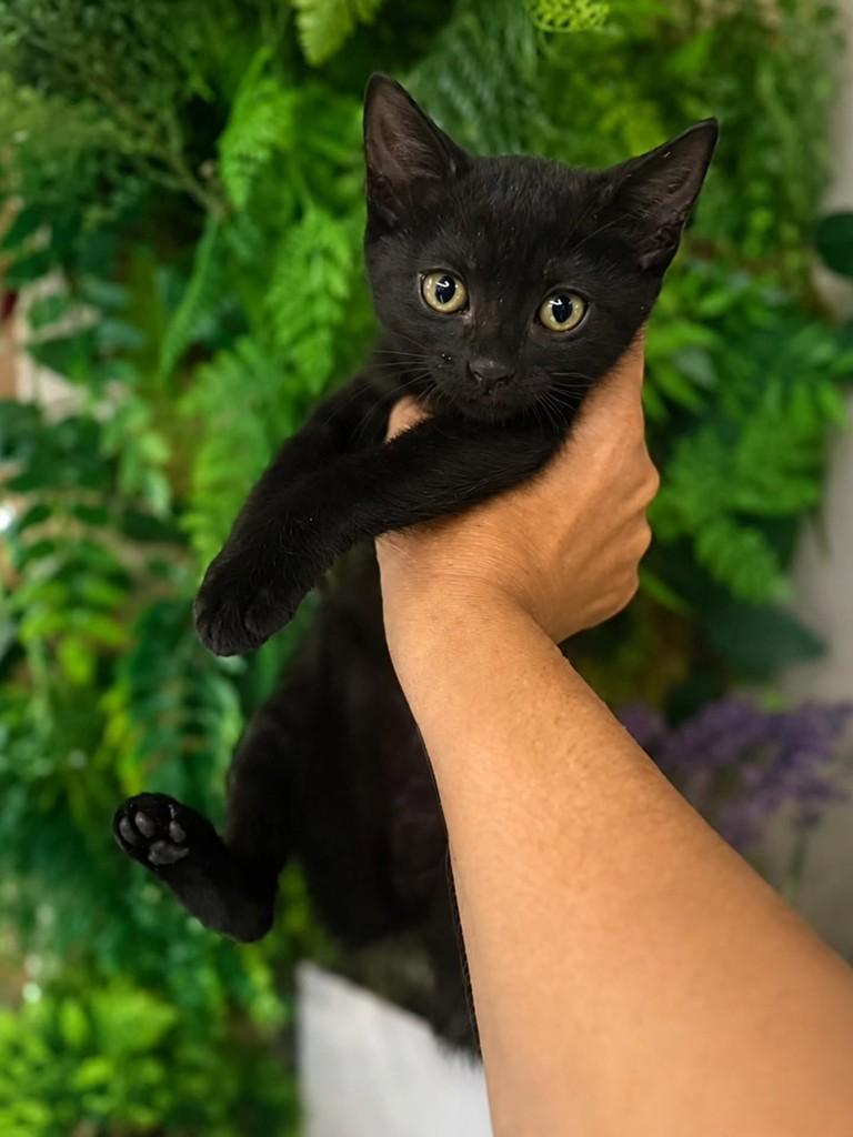 Alan, gato de porte pequeno para adoção em Natal - RN