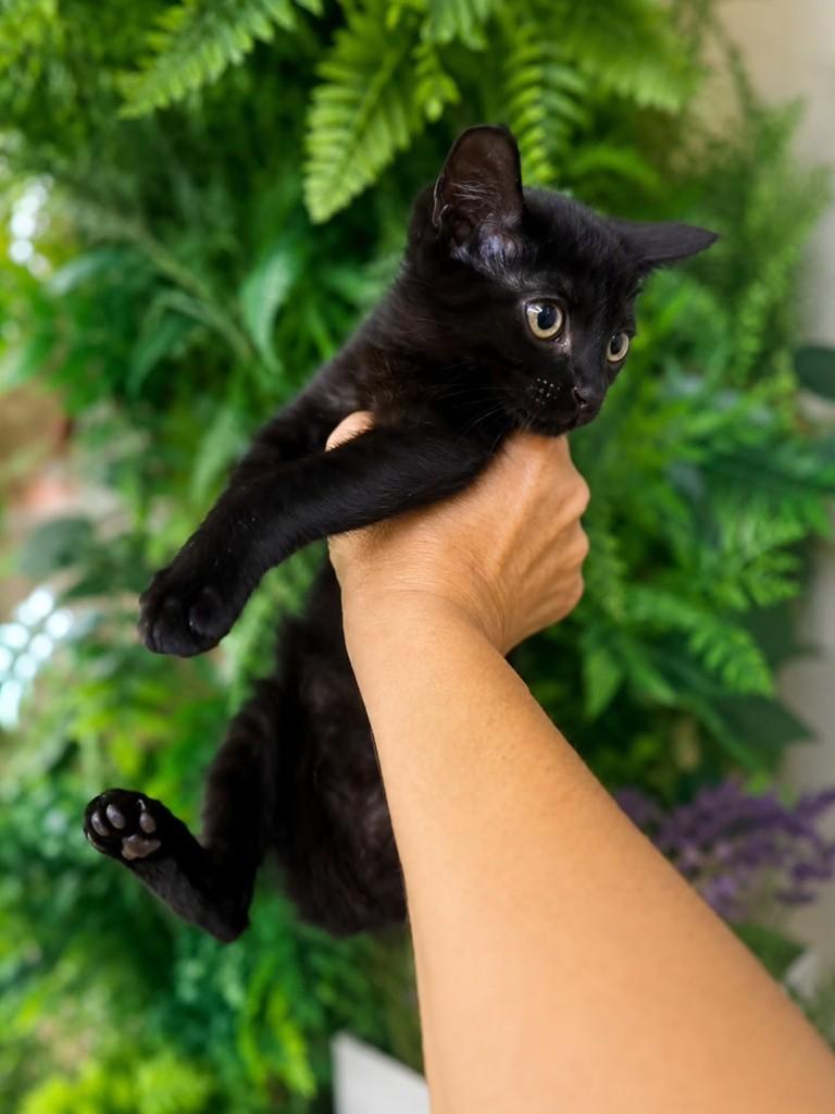 Alan, gato de porte pequeno para adoção em Natal - RN — foto 2 de 3