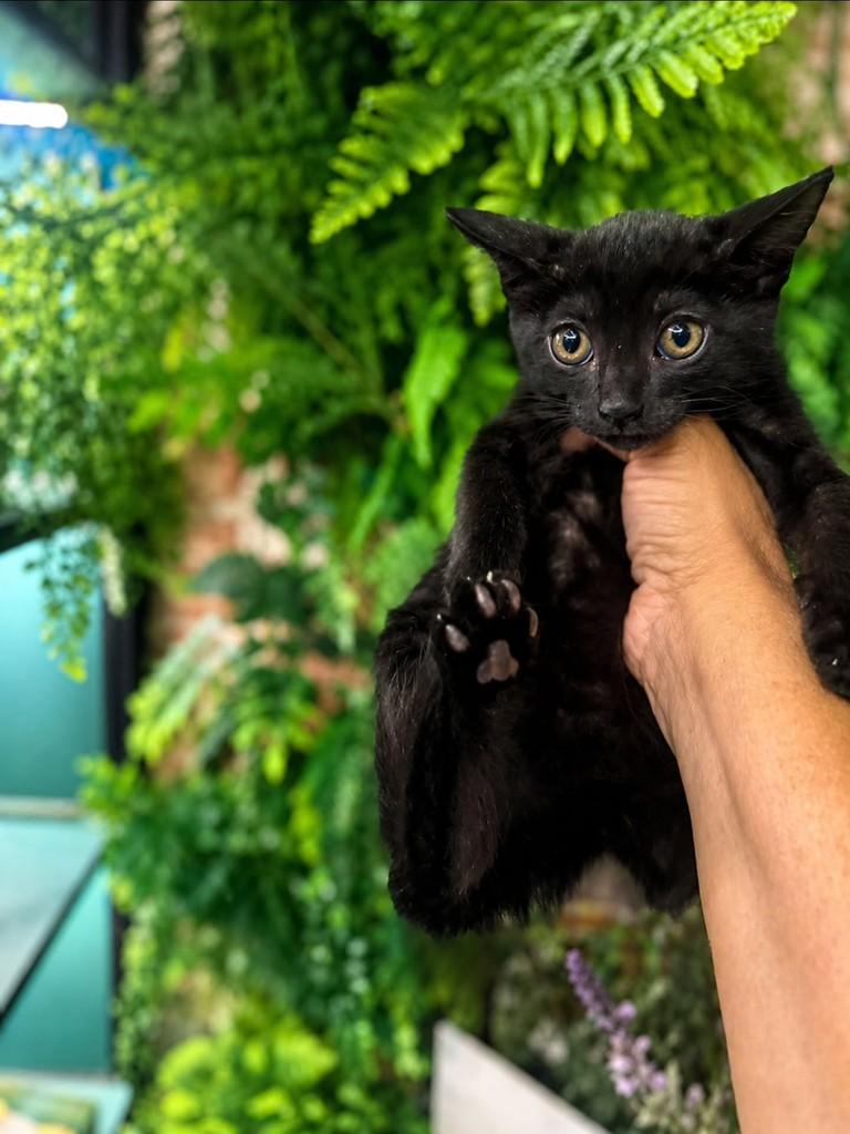 Alan, gato de porte pequeno para adoção em Natal - RN — foto 3 de 3