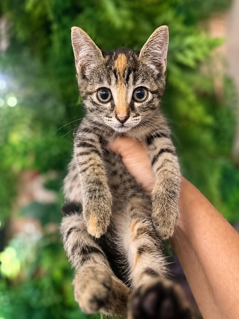 Nala, gata de porte pequeno para adoção em Natal - RN