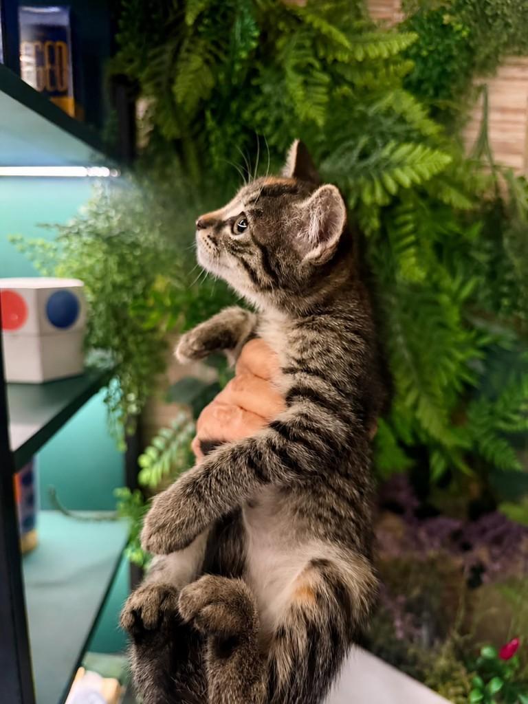Nala, gata de porte pequeno para adoção em Natal - RN — foto 2 de 4