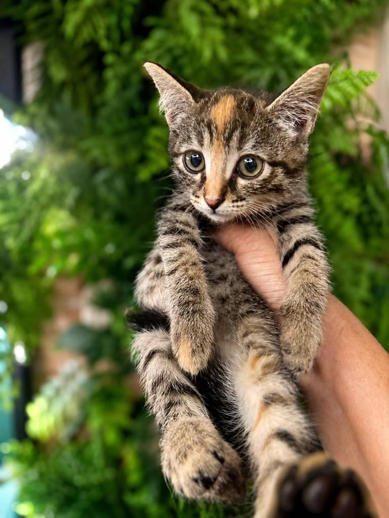 Nala, gata de porte pequeno para adoção em Natal - RN — foto 3 de 4