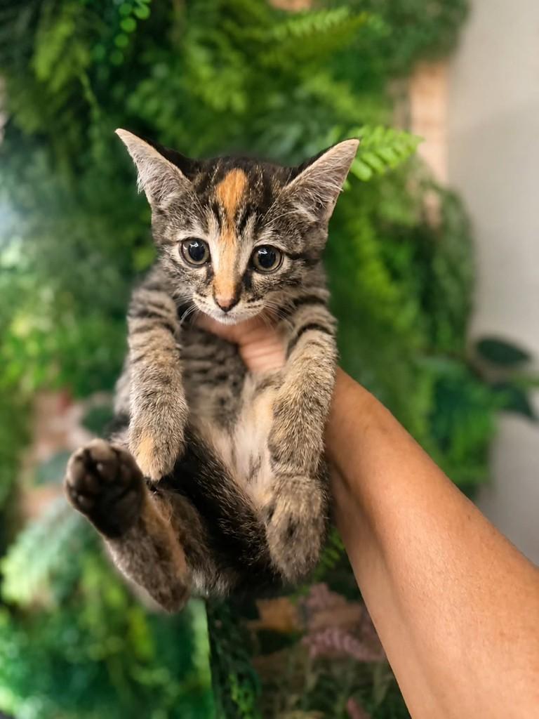 Nala, gata de porte pequeno para adoção em Natal - RN — foto 4 de 4