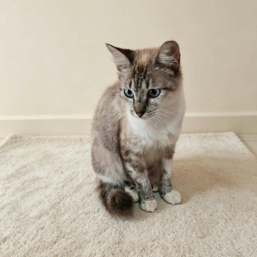 Eva, gata de porte pequeno para adoção em Natal - RN — foto 2 de 3