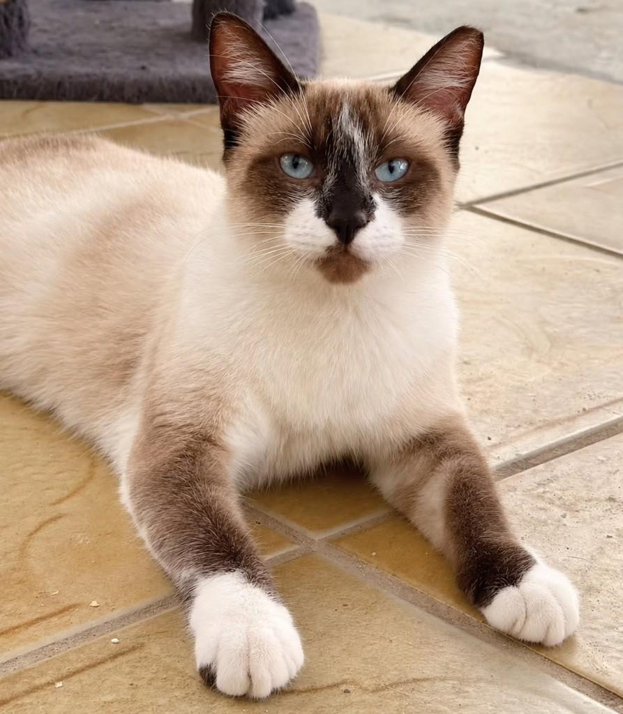 Maia, gata de porte médio para adoção em Natal - RN