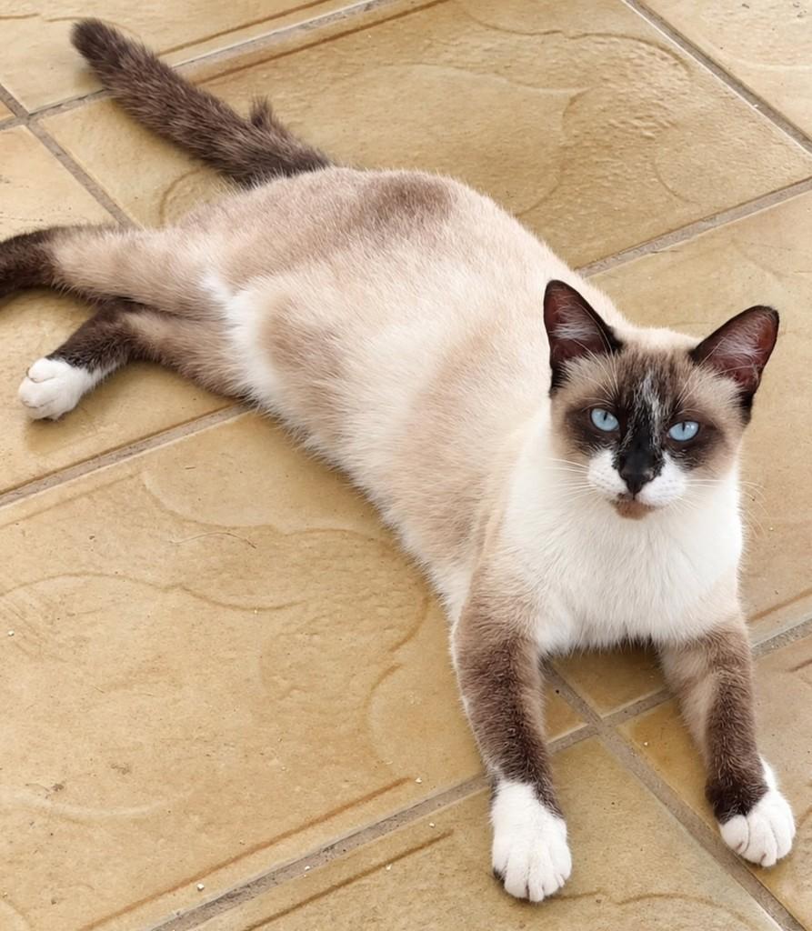 Maia, gata de porte médio para adoção em Natal - RN — foto 2 de 2