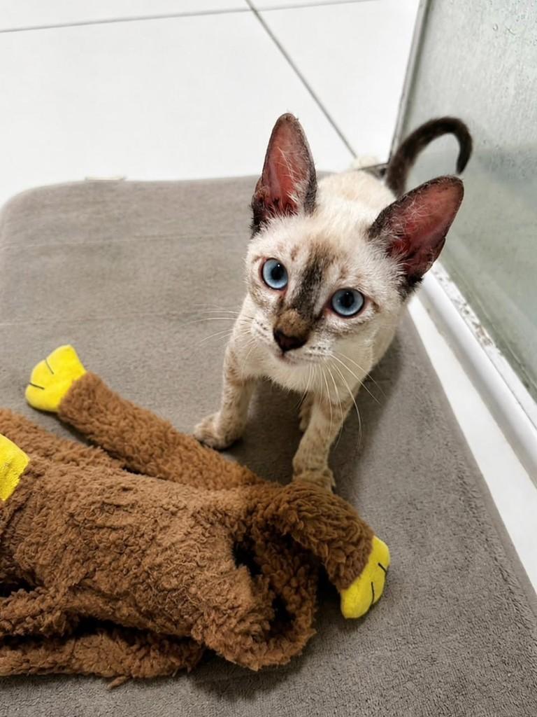 Zeus, gato de porte pequeno para adoção em Natal - RN