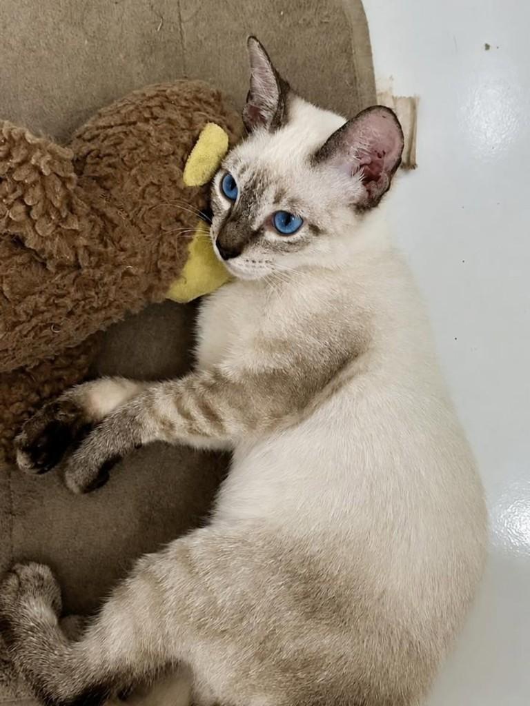 Zeus, gato de porte pequeno para adoção em Natal - RN — foto 2 de 2