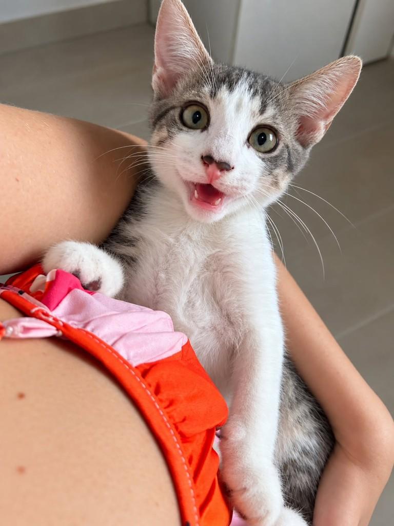 Joãozinho, gato de porte pequeno para adoção em Natal - RN