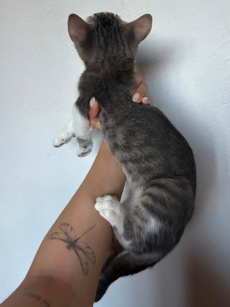 Joãozinho, gato de porte pequeno para adoção em Natal - RN — foto 2 de 4